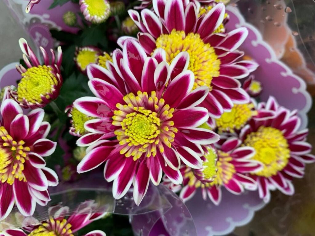 All Plants