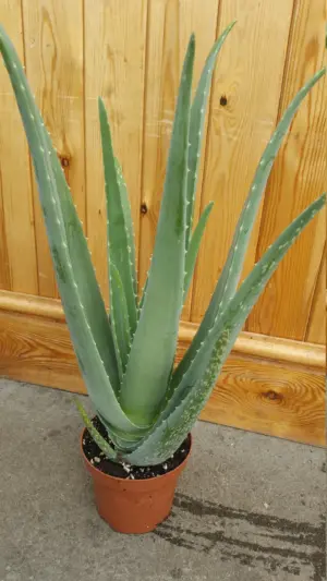 Aloe Vera - Extra Large - 14cm pot