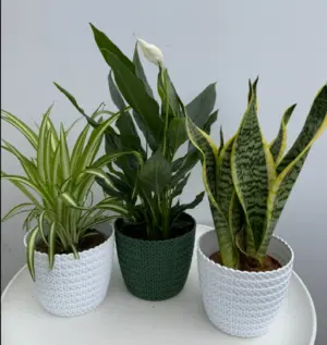 Air Purifying Plant Collection 3 Indoor House Plants
