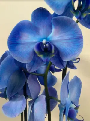 Large Phalaenopsis Orchid- Magic Blue