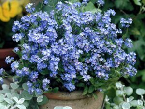 Myosotis "Forget me not plant"