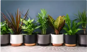 6 Indoor House Plants in 10 - 12cm Pots, Mix of Real Plants for Indoors. Ideal Live Plants for Your Home. Air purifying.
