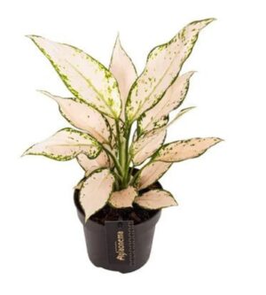 Aglaonema 'Vanilla Baby' Chinese Evergreen Plant in 12cm pot