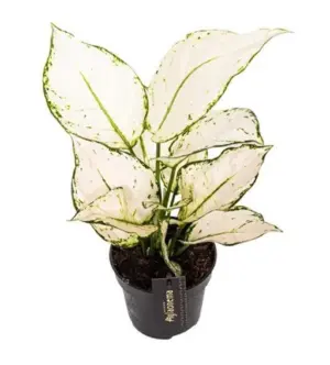 Aglaonema "White Joy" Chinese Evergreen Plant in 12cm pot