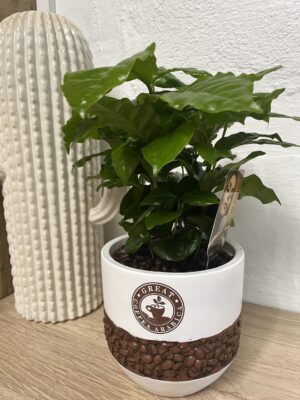 Coffee plant in a coffee bean pot