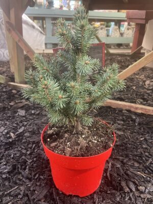 Picea pungens ‘super blue’ small