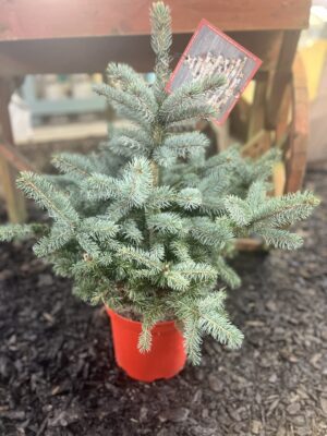 Picea pungens ‘super blue’ medium